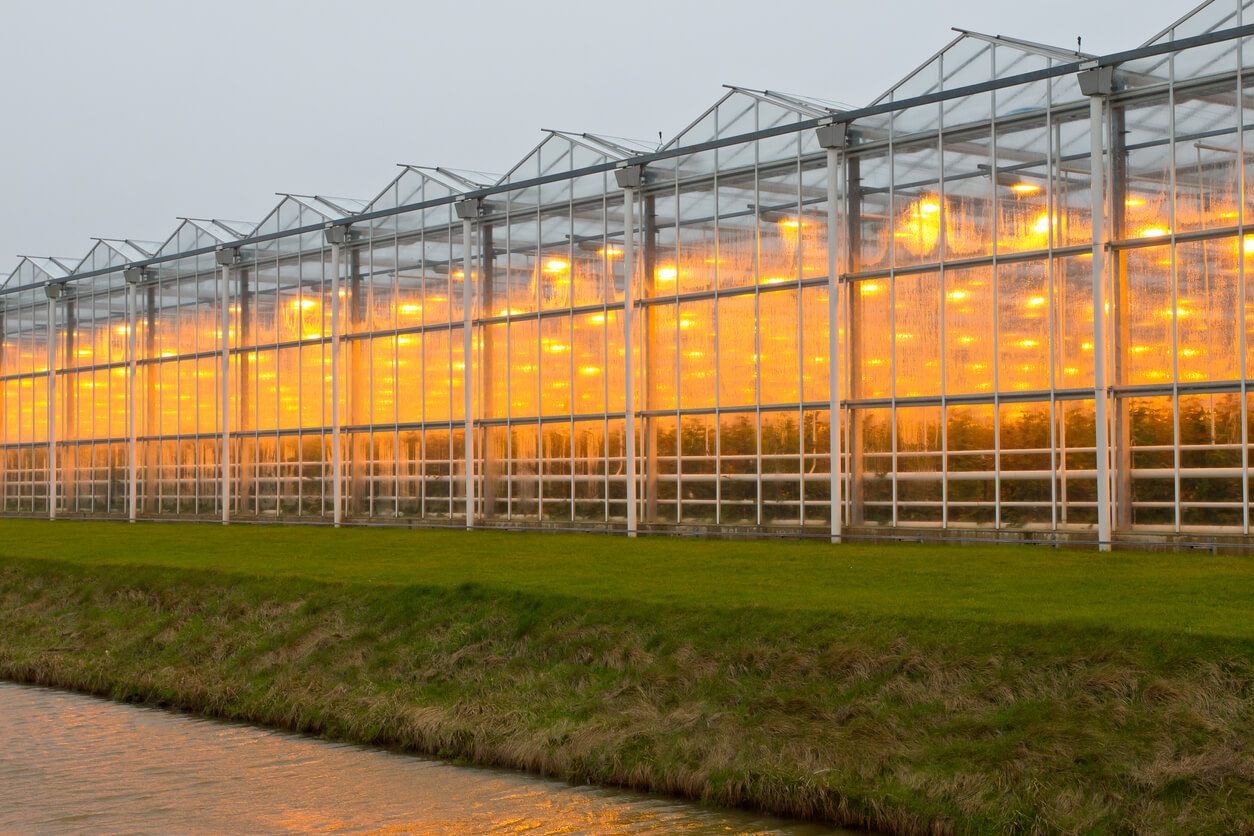 A greenhouse garden